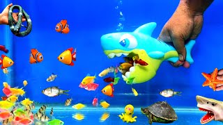 Little Fishes Shark Fish Cute Pets Sea Animal Toy Snake Turtle Crap Parrot Fish Cute Animal [upl. by Homerus]