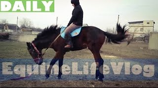 BUCKING a young horse  EquineLifeVlog  daily [upl. by Hsirrap]