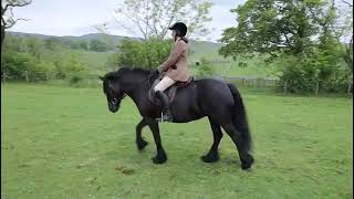 Virtual Dales Pony show example Ridden Traditional Dales [upl. by Nnylg]