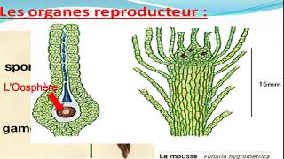 Biologie végétale les Bryophytes botanique [upl. by Longfellow236]