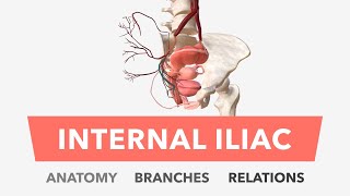 Internal Iliac Artery  Anatomy Branches amp Relations [upl. by Annayr]