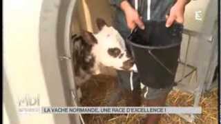 ANIMAUX  La vache normande une race dexcellence [upl. by Bang]