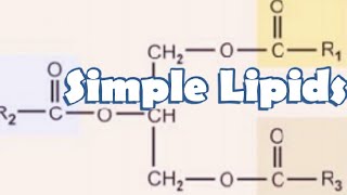 Simple Lipids Biochemistry [upl. by Munson]