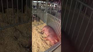 Youth Livestock walkthrough at the County Fair livestock [upl. by Ahserb943]