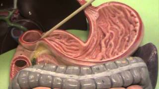 Anatomy and Physiology Take a Tour of the Digestive System [upl. by Guglielmo452]