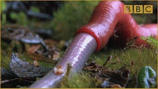 Monster leech swallows giant worm  Wonders of the Monsoon Episode 4  BBC Two [upl. by Rees287]