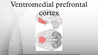 Ventromedial prefrontal cortex [upl. by Oba]