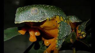 Самая причудливая квакша Strange frog Cruziohyla craspedopus  Engl subt [upl. by Mcnamee]