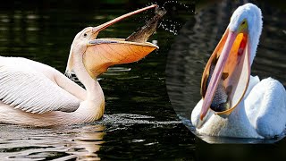 Pelicans genus Pelecanus are a genus of large water birds that make up the family Pelecanidae [upl. by Seidule950]