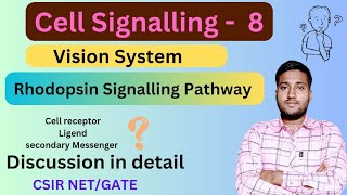 Rhodopsin Signalling Transduction Pathway  Rhodopsin GPCR Pathway  Rhodopsin Signalling Pathway [upl. by Tirrag]