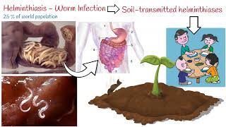 Helminthiasis  3 Most Common Parasitic Worms Ascaris Whipworm Hookworm [upl. by Langer935]