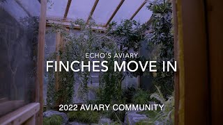 Aviary Update 2022 Finches have moved into the Aviary [upl. by Loreen]