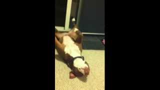 Ginger the overly dramatic Pitbull gets her nails done [upl. by Bussey]