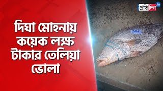 Digha fishermen got Telia bhola fish worth several lakhs  Sangbad Pratidin [upl. by Lluj575]