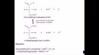 Mechanism of GAPDH [upl. by Rostand83]