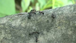 Spiny Ants Kiss Each Other to Share Regurgitated Maple Syrup [upl. by Carolina]