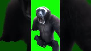 Screaming Monkey Green Screen greenscreen [upl. by Franci]