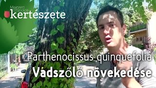 Vadszőlő növény növekedése  Parthenocissus tricuspidata  Megyeri Kertészet Győr [upl. by Anigal887]