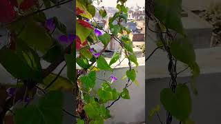 Plant booster plant fertilizereasytogrowplants nature terracegardeningforbeginners [upl. by Marcellus]