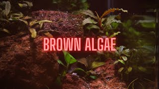 AQUARIUM ALGAE GUIDE Ep 2 Brown Algae  Diatoms [upl. by Halbeib]