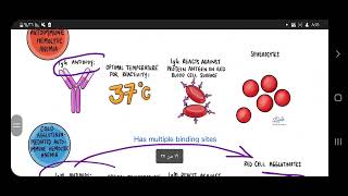 type 2 hypersensitivity [upl. by Ennair]