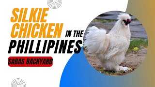 Silkie Chicken sa Pilipinas  Backyard Farm [upl. by Paris919]