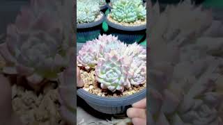 1000 Succulents Grow Tips succulent plants garden [upl. by Anircam]