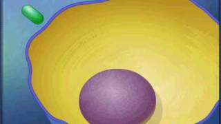 endocytosis animationavi [upl. by Vasilek752]