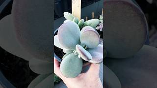 Cotyledon Oophylla Asian Round succulentsplanterspot succulant plants succulentlife shorts [upl. by Askari417]