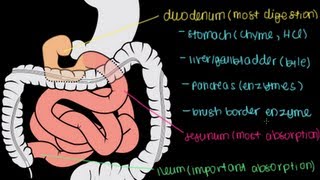 Small Intestine Structure Digestion Absorption [upl. by Julio154]