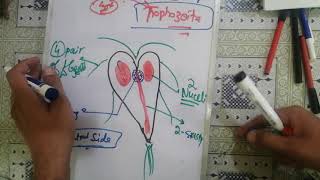 giardialamblia 🛑 2 giardia lamblia life cycle giardia lamblia parasitology [upl. by Ethan]