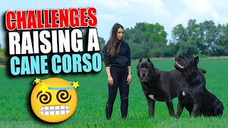 Challenges Raising a Cane Corso [upl. by Intosh]