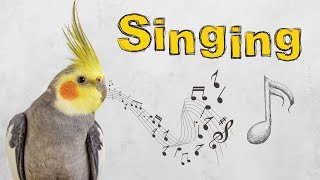 this sound will make your cockatiel happy and Singing [upl. by Lerak]