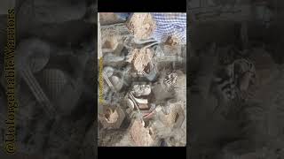 1000 years old murthi of Lord Vishnu Excavated in Maharashra archeology india ancientindia yt [upl. by Romine9]