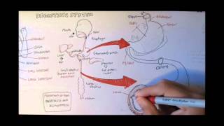 Digestive System Anatomy [upl. by Nwahser]