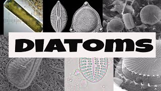 What are Diatoms [upl. by Stoller367]