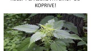 RECEPT ZA LJEKOVITI SIRUP OD KOPRIVE [upl. by Antoni279]