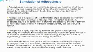 Altogen Labs Adipogenesis [upl. by Suanne]