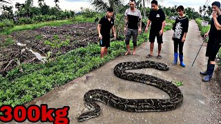 Discovered the molting Snake skin and the 300kg Giant Anaconda in the Grass  KingCobra Hunter [upl. by Noonberg426]