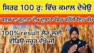 ਕਣਕ ਦੇ ਫੁਟਾਰੇ ਲਈ ਜਰੂਰ ਕਰੋ ਆਹ ਕੰਮ dbw 303 pbw 826 Dbw 327 dbw 371 [upl. by Hillman486]