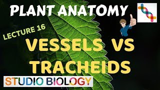 Plant Anatomy 16  Vessels vs Tracheids [upl. by Ebeohp]