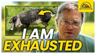 I Am Exhasuted Watch This Before Raising Mangalitsa Pigs [upl. by Bridges776]