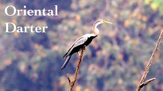 Indian Darter  Oriental Darter  Snakebird  in 4k [upl. by Nagear]