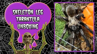 Ephebopus Murinus  Skeleton Leg Tarantula Unboxing  She’s a BOLTER [upl. by Ellerred]