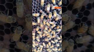 Honey bee sitting on their eggs honey bee on their eggs honeybee eggsbee bee shortvideo honey [upl. by Ecnadnak]