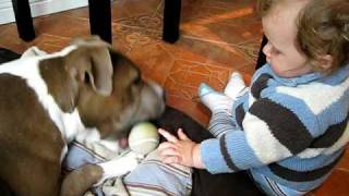 Patient Pitbull Plays With Baby [upl. by Sredna757]