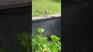 Rotkehlchen hilft bei der Gartenarbeit im stadtgarten [upl. by Nylitsirk6]