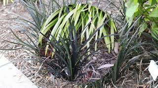 Black mondo grass Ophiopogon planiscapus Nigrescens  Plant Identification [upl. by Lenore]