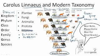 1312 Carolus Linnaeus and Modern Taxonomy [upl. by Haldan911]