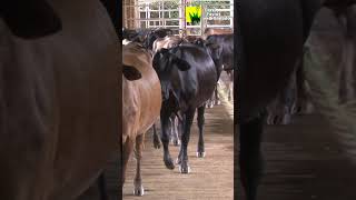 Establos Abandonados para 120 VACAS [upl. by Sedruol90]